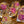 Fuchsia Pink flowers sharp edge dice set with gold flakes and holographic glitters - The Wizard's Vault
